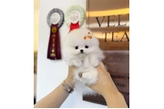 Pomeranian puppies mini en Tampa