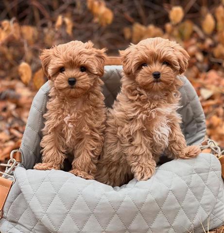 $400 : Cachorros de Maltipoo image 2