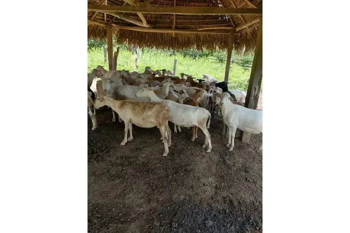 ¡SE VENDE ISLA EN VERACRUZ! image 7