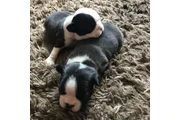 Boston Terrier en Indianapolis