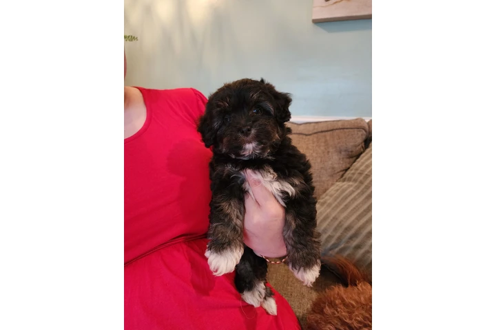 $250 : Perritos bonitos image 7