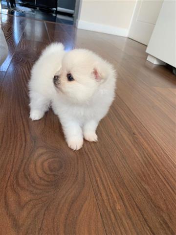 $500 : Cute Pomeranian Puppies image 1