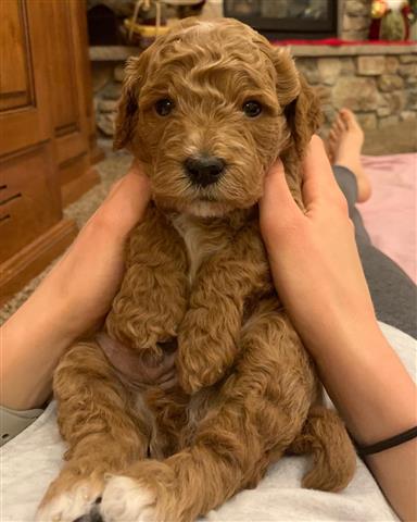 $300 : Labradoodle Puppy for Rehoming image 2