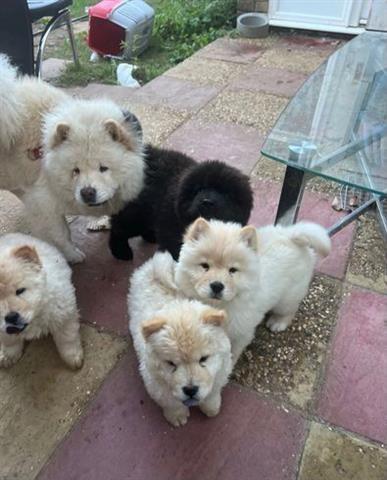 $480 : HEALTHY CHOW CHOW PUPPIES image 1