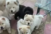 HEALTHY CHOW CHOW PUPPIES