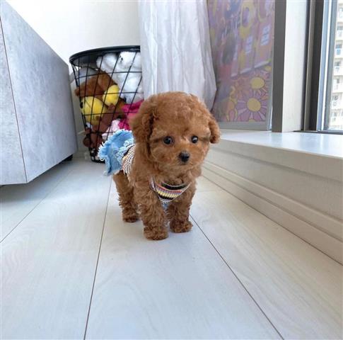 $400 : Amazing poodle puppies image 2