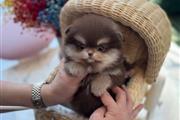 $250 : Cachorro Pomerania thumbnail