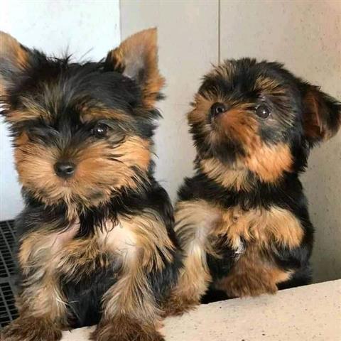 $500 : Hermosos cachorros de Yorkie image 3