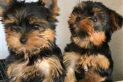 $500 : Hermosos cachorros de Yorkie thumbnail