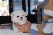 $600 : female Teacup puppy thumbnail