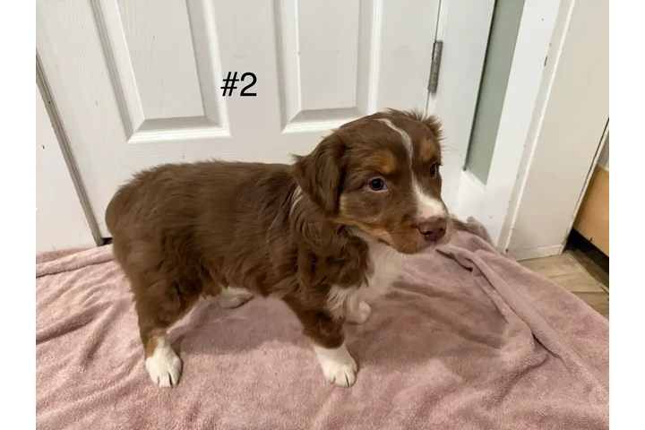 $1800 : 4 Whoodle puppies image 3