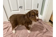 $1800 : 4 Whoodle puppies thumbnail