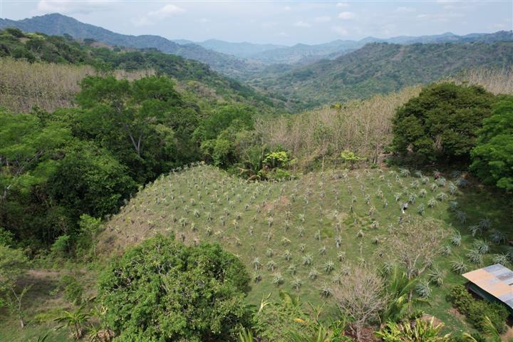 $1 : EN VENTA FINCA DE TECA image 2