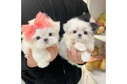 $350 : Cachorros malteses taza de té thumbnail
