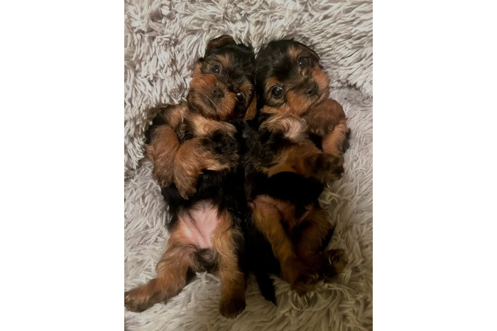 $350 : Cachorros de taza de té image 2