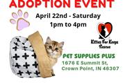Sprung Cat/Kitten Adoption en Indianapolis