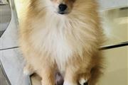 $1350 : Pomerania talla pequeña thumbnail