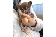 $350 : Chihuahua taza de té thumbnail
