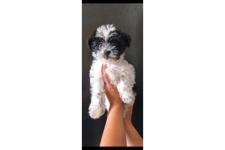 $550 : Puppie male mini image 2