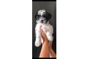 $550 : Puppie male mini thumbnail