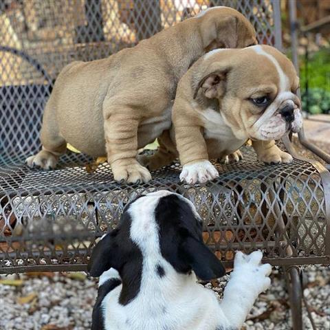 $500 : English Bulldog puppy for sale image 2