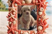 POODLE TERRIER en Los Angeles