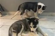 cute husky puppies for rehom en Charlotte