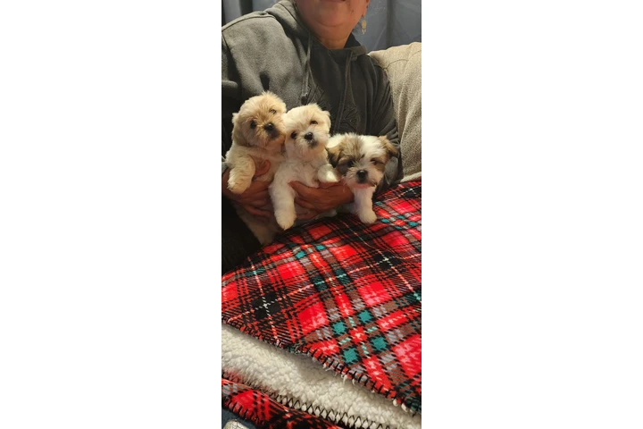 $1500 : Shitzu image 2