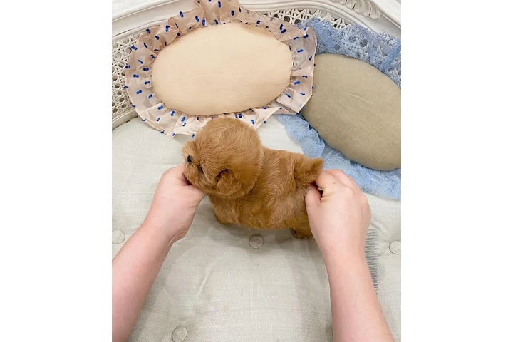 $400 : Teacup poodle puppy for sale image 2