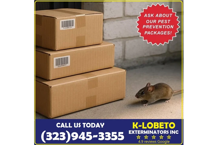 Fumigaciones Navideñas 2025.- image 3