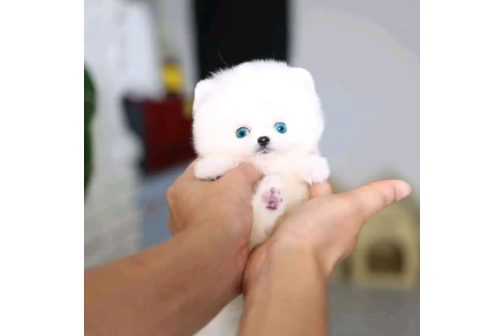 $350 : Pomeranian and French bulldog image 1