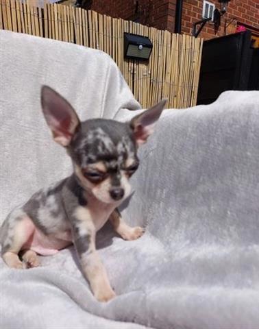 $500 : Amazing Chihuahua Puppies image 1