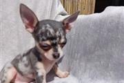 Amazing Chihuahua Puppies