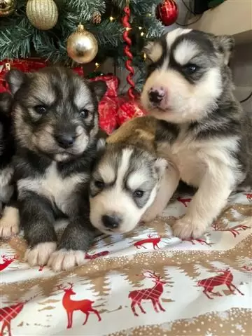 $400 : cute raising huskies pups image 2