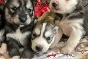 $400 : cute raising huskies pups thumbnail