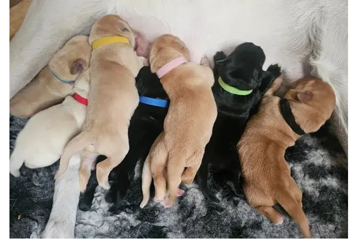 $250 : Cachorros Labrador Retriever image 1
