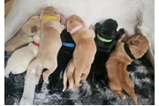 Cachorros Labrador Retriever en Columbus