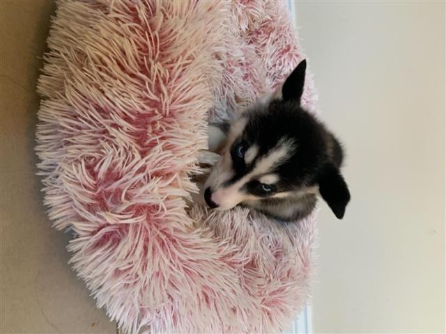 $600 : HUSKY PUPPIES AVAILABLE image 1