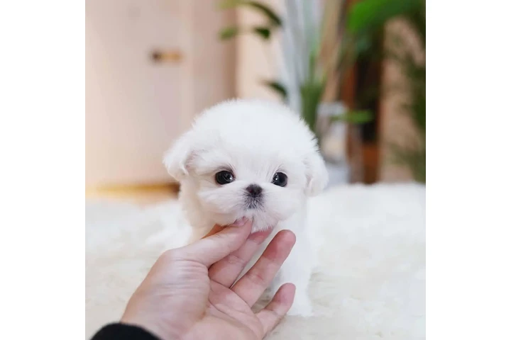 $350 : Taza de té Cachorros malteses image 2