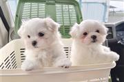 Adorables cachorros malteses