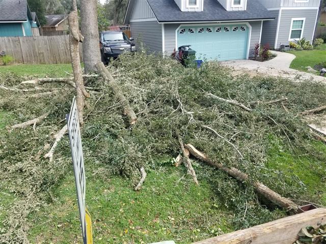 Jose Perez Tree Services image 2