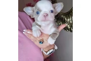 Chihuahua pet en Corpus Christi