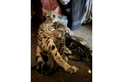 Bengal gatitos en Los Angeles
