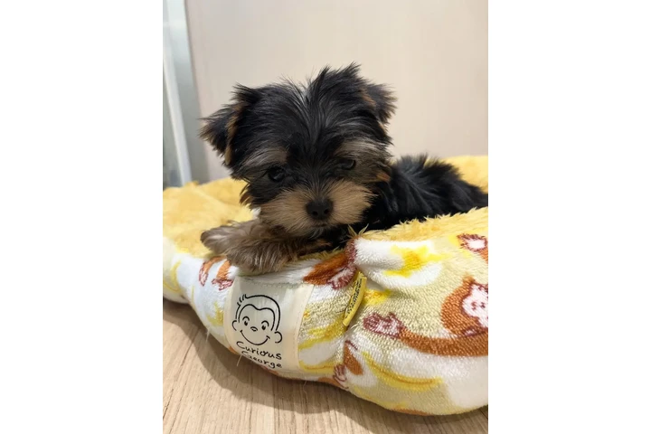 $350 : Yorkshire Terrier miniatura image 3