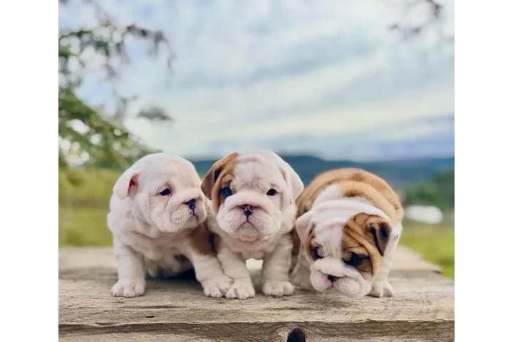 $400 : Adorable English Bulldog Pups image 1