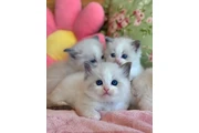 Super Ragdoll For Adoption en Miami
