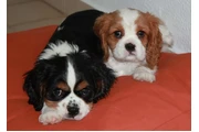 $490 : Cavalier King Charles Spaniel thumbnail