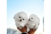 Lindos cachorros de pomerania en Fort Worth