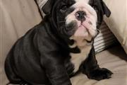 $700 : Best breed English bull dog thumbnail