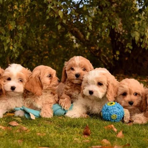 $350 : Cachorros Maltipoo a la venta image 6